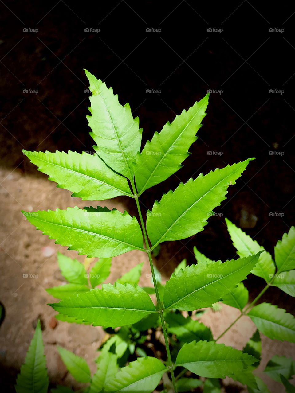 Neem leaf in my aunt home 