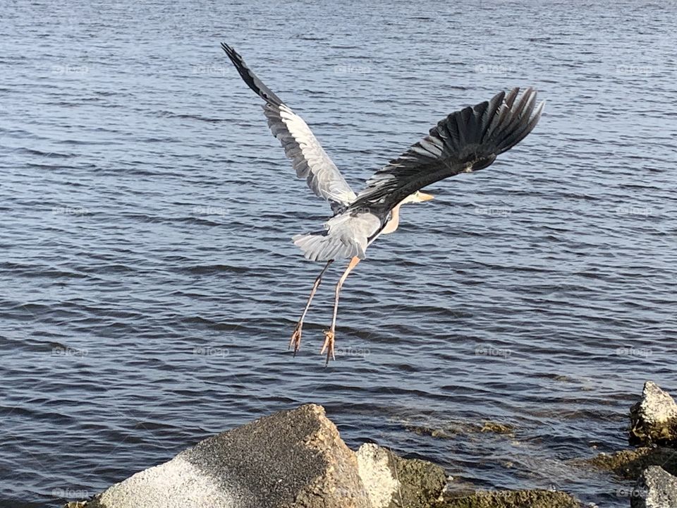 Take-off - The Great Blue Heron, with his wide wing span and long legs soars across the open bay.