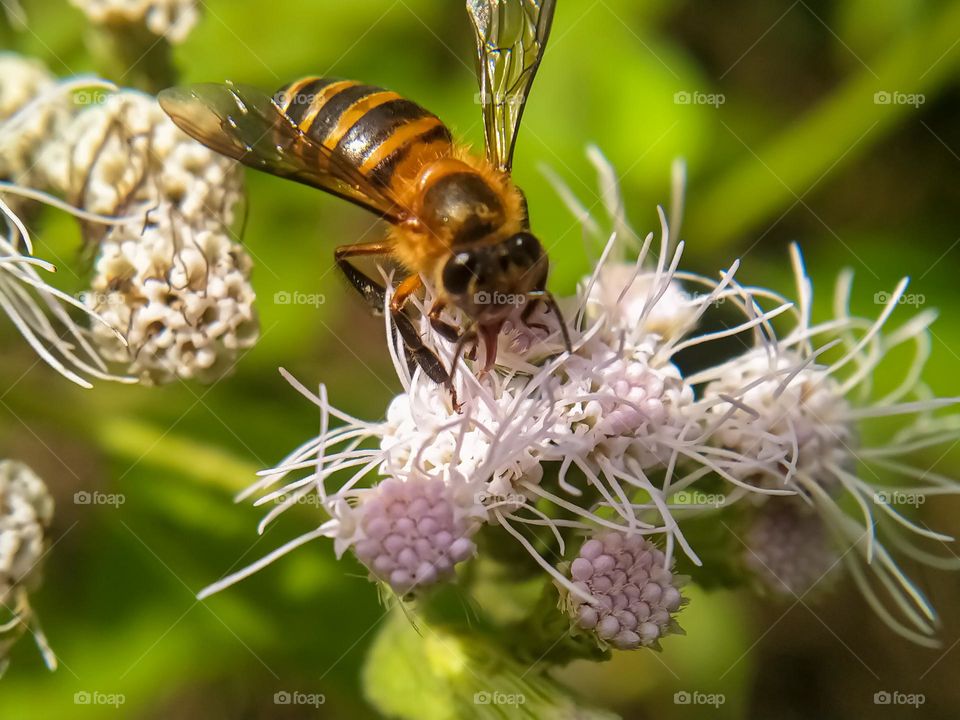 A bee sucking flower nectar.