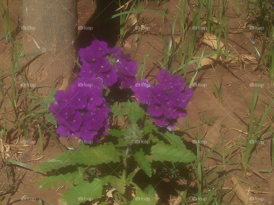 Beautiful mauve  flowers in the garden