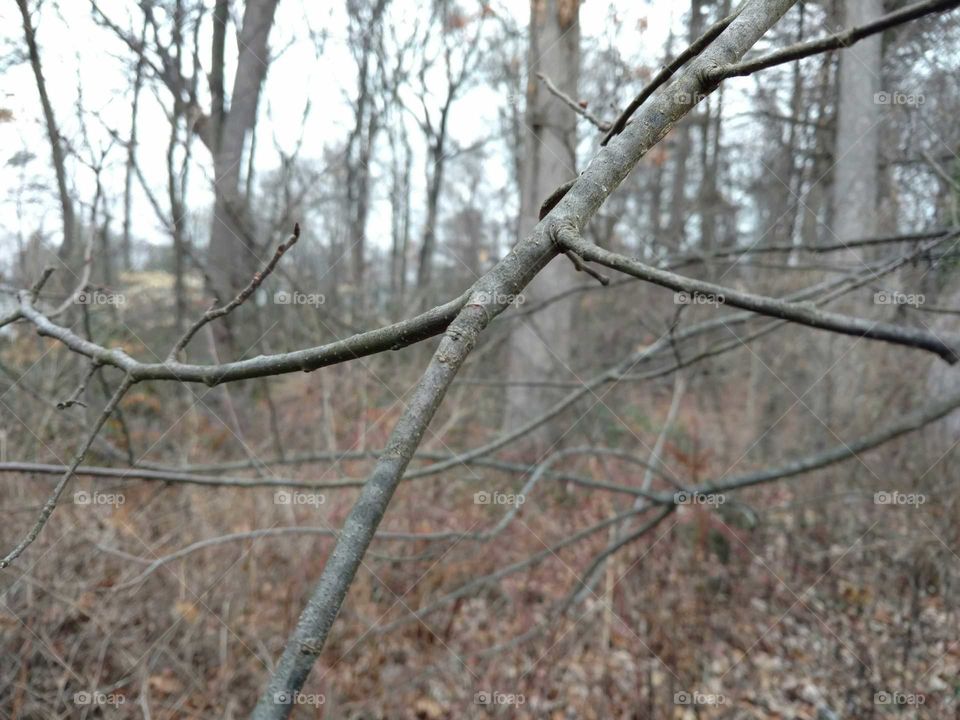 Tree branch in a forest