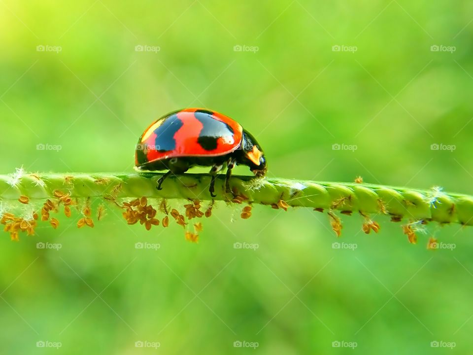Looking For Lunch
Ladybird Hungry