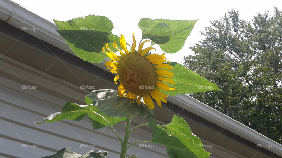 beautiful sunflower