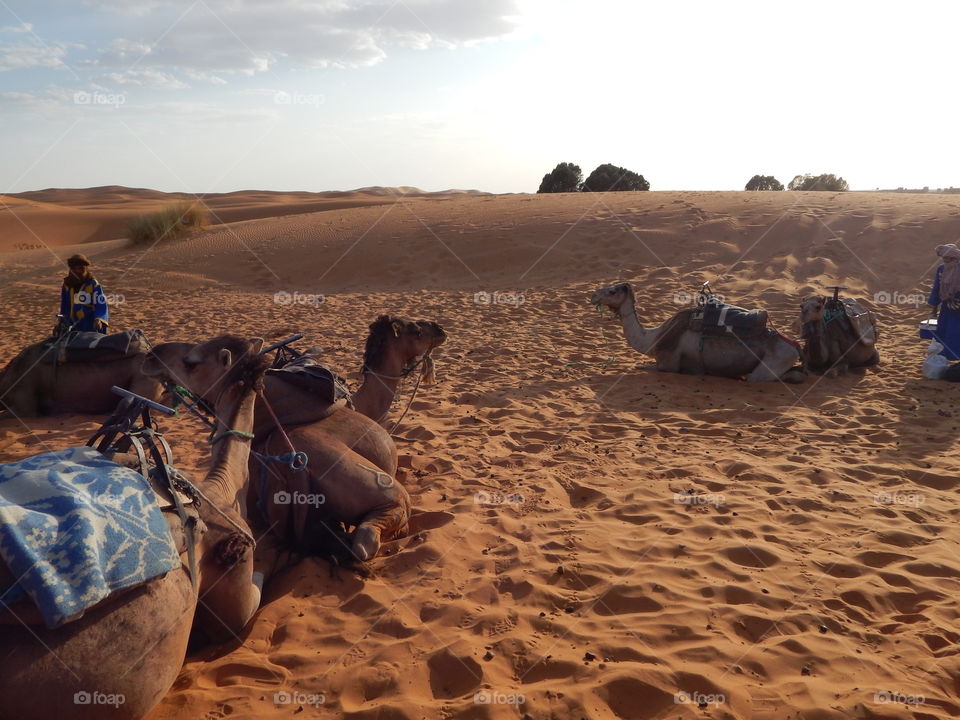 Camels in the Sahara desert 