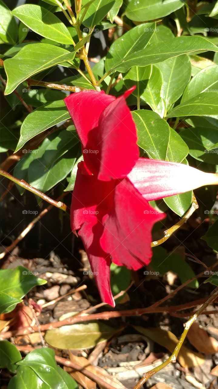 Nature, Leaf, No Person, Flora, Flower
