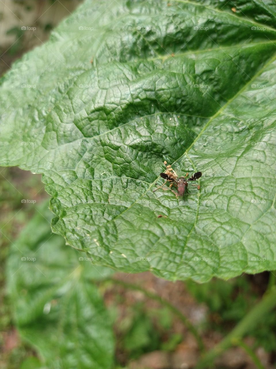 Insect on hollyhock leaf