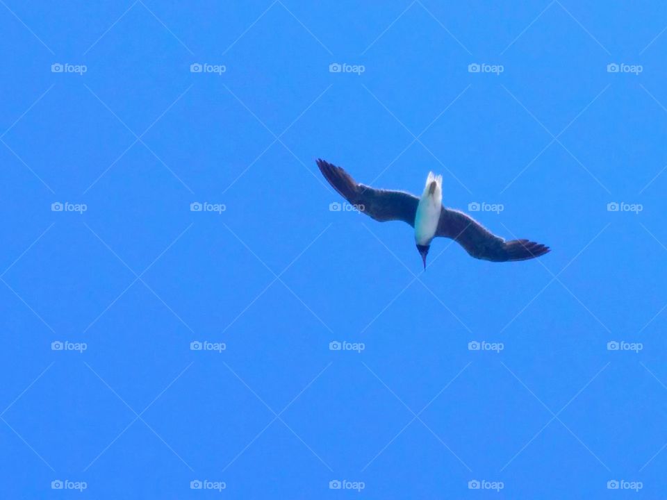 Gull in the sky