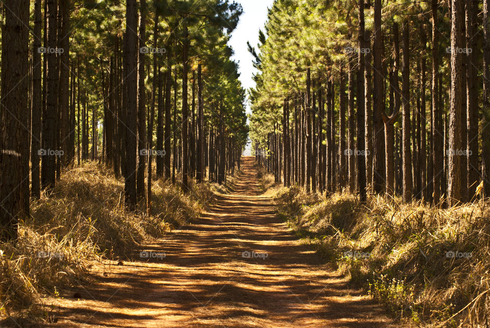 Pine trees on the sides of a plantation road, giving some nice shadows on the road