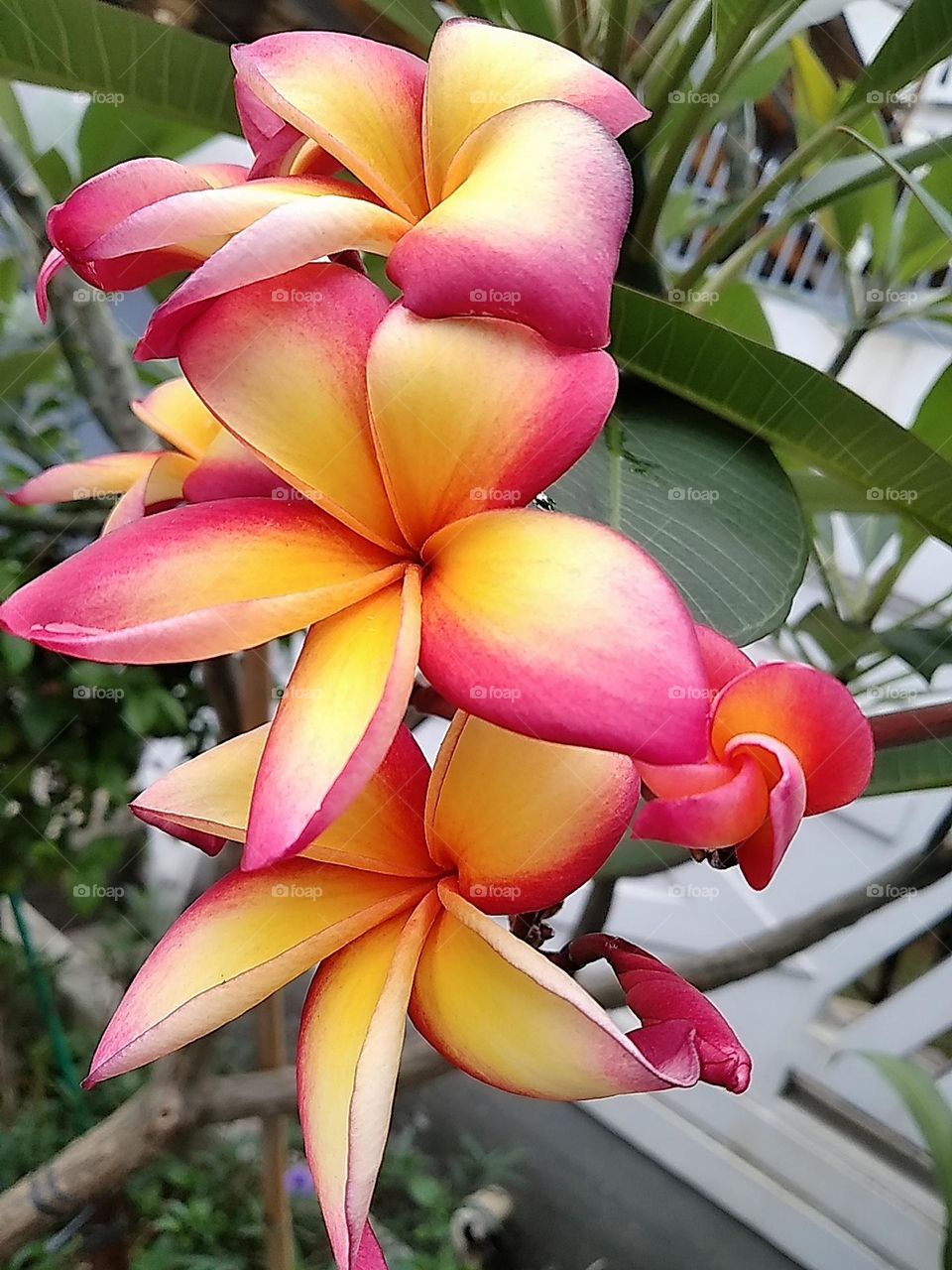 Colorful yellow white pink red flowers