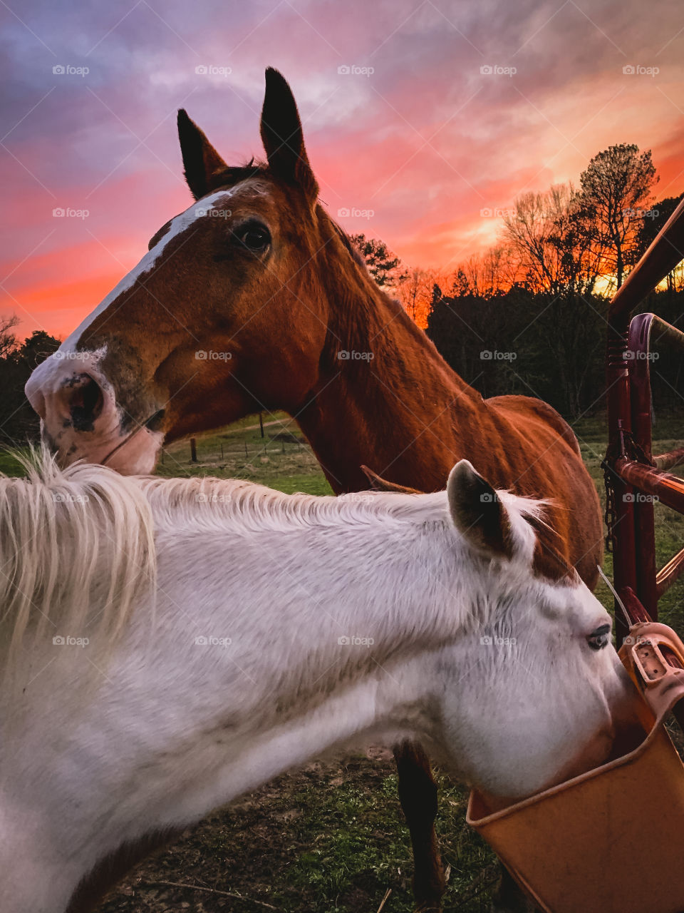 Colorful skies while feeding the horses in rural Texas