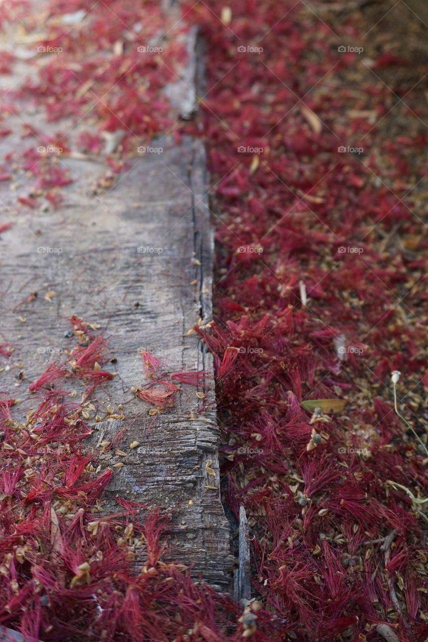 bottlebrush,background