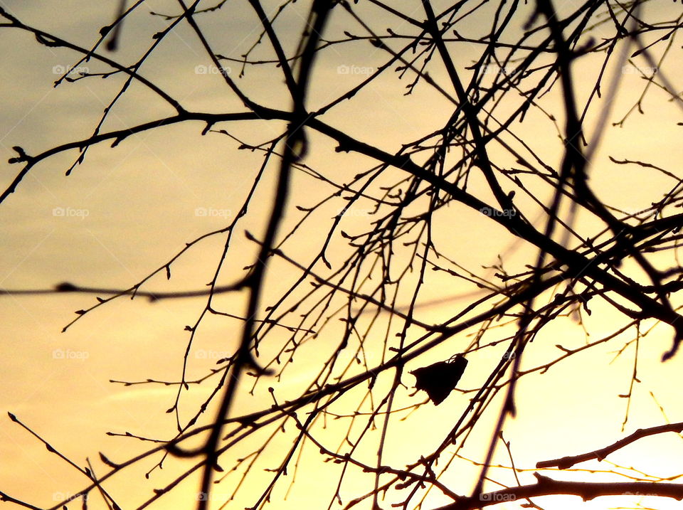 Branches on yellow sky in evening