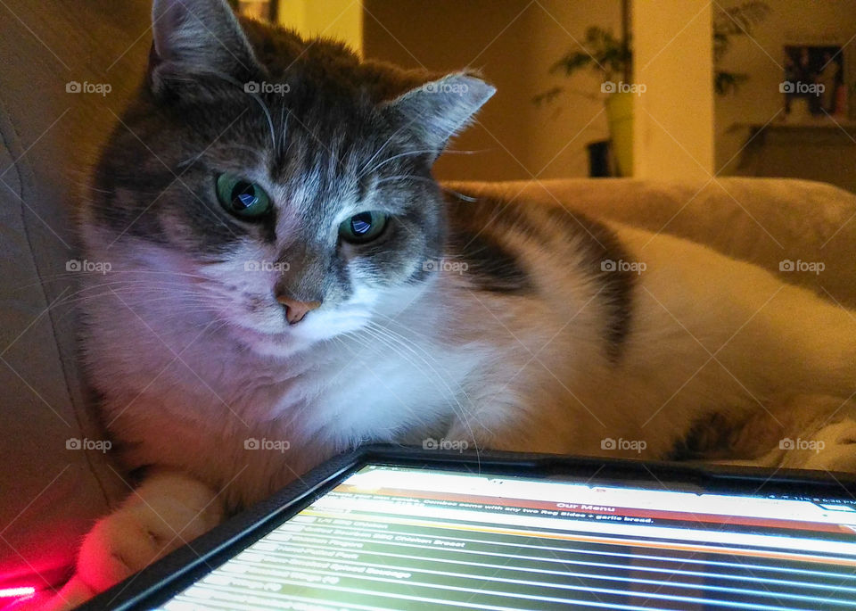 Cat "Reading" A Tablet