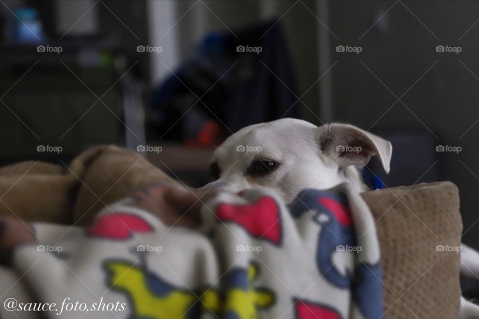 Dog resting at home. Shot on Canon EOS 6D Mark II.