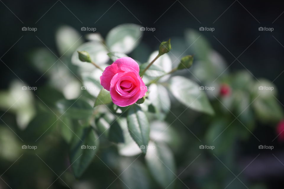 Beautiful rose blooming in garden