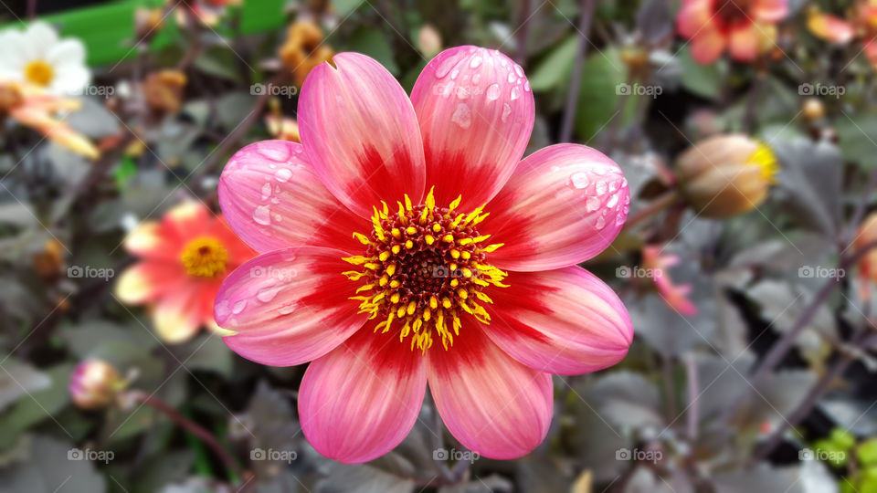 Pink summer flowers, close-up of Dahlia flower with droplets .
Sommarblommor , närbild rosa dahlia med vattendroppar 
