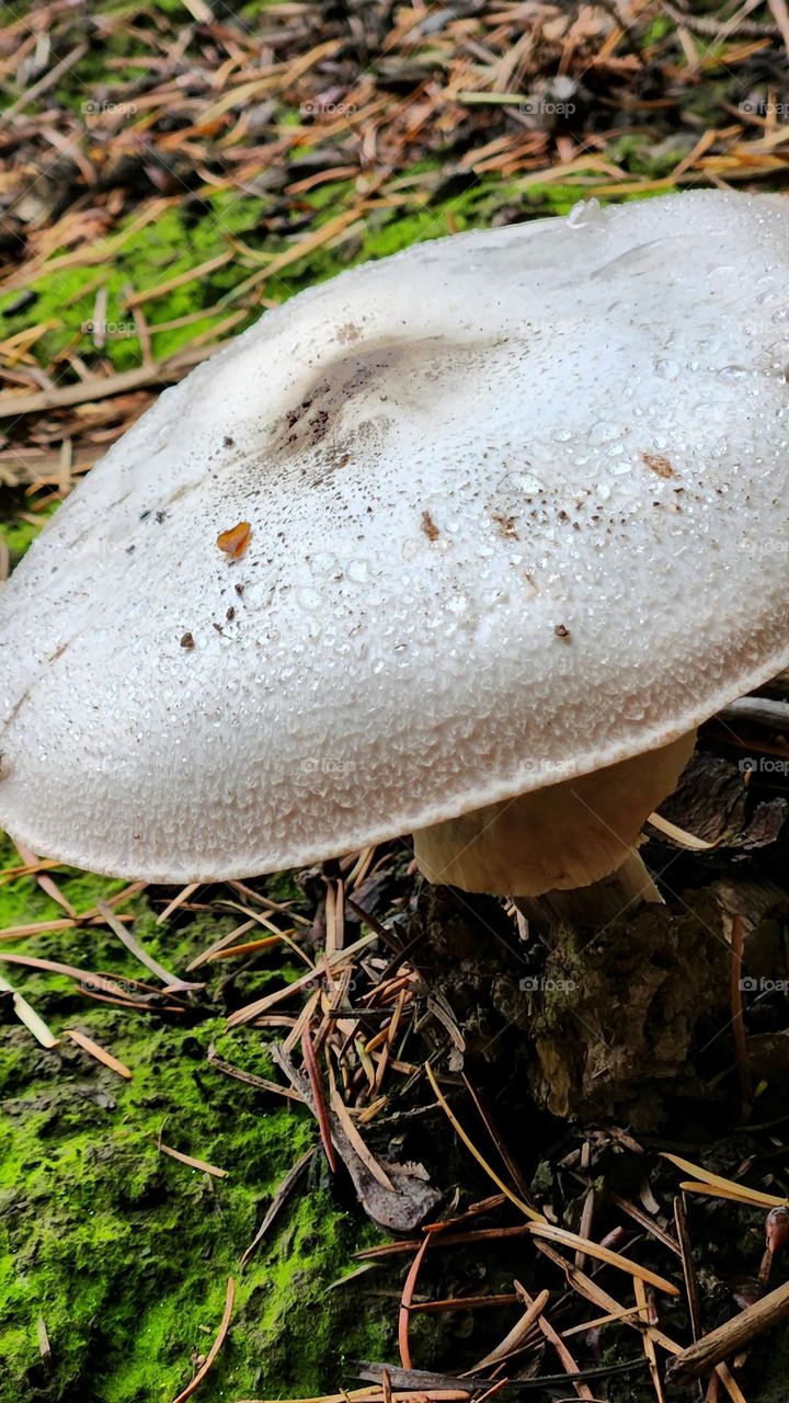 large white mushroom with UFO shaped cap covered in rain drops growing in the grass and dirt of an Oregon forest