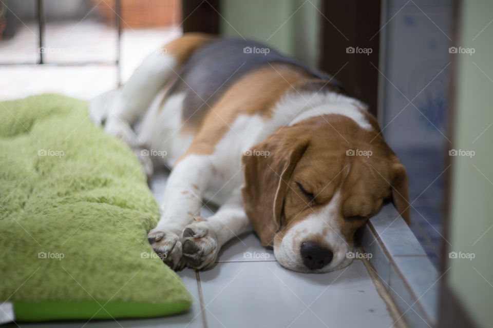 Beagle dog sleeping 