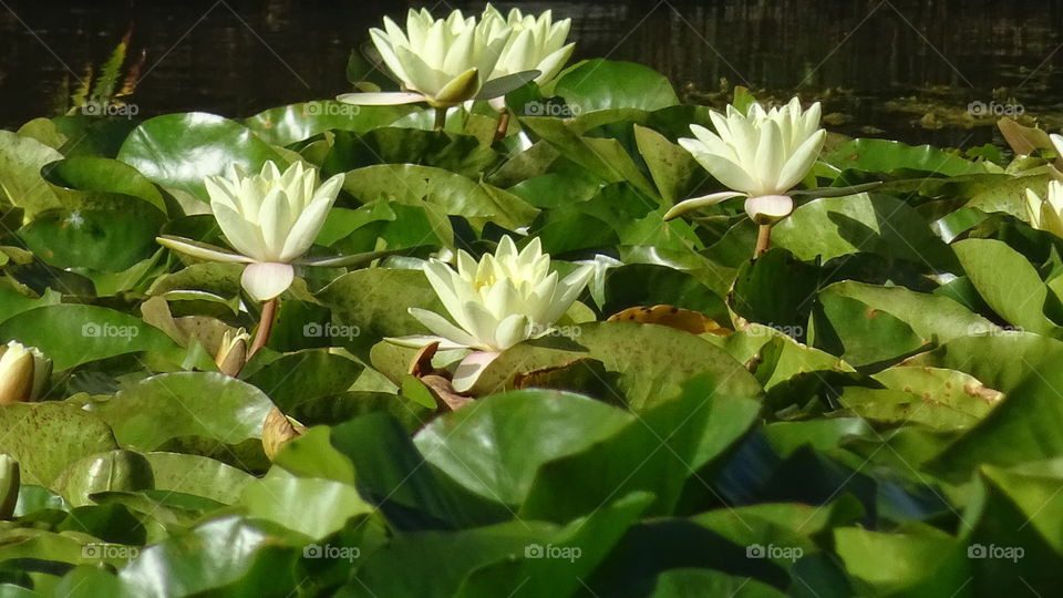 multiple water lily flowers floating amongst the Lily pads in the pond
