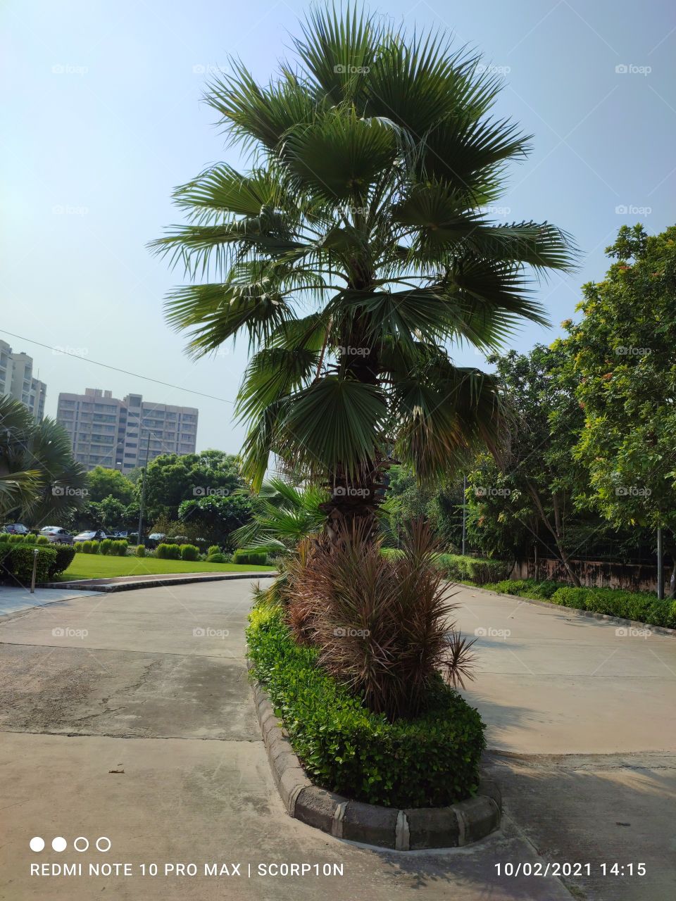 the palm tree