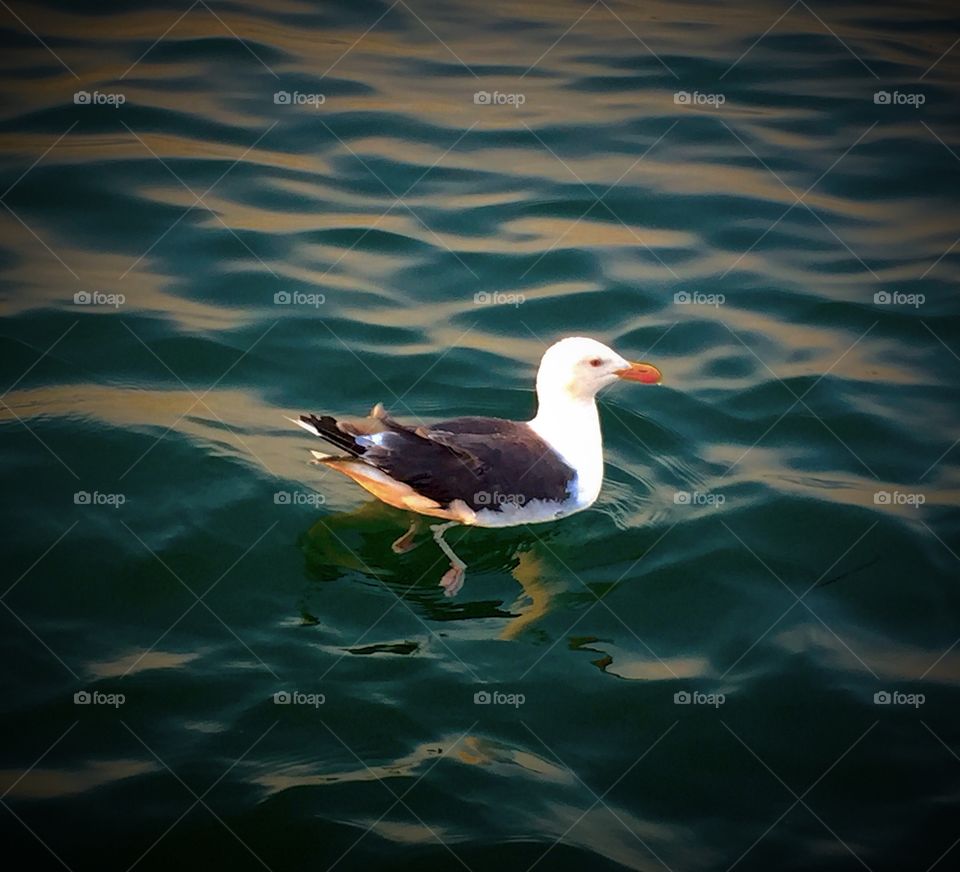 Seagull Swim
