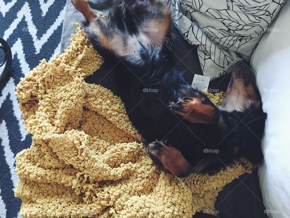 Beans the doxie