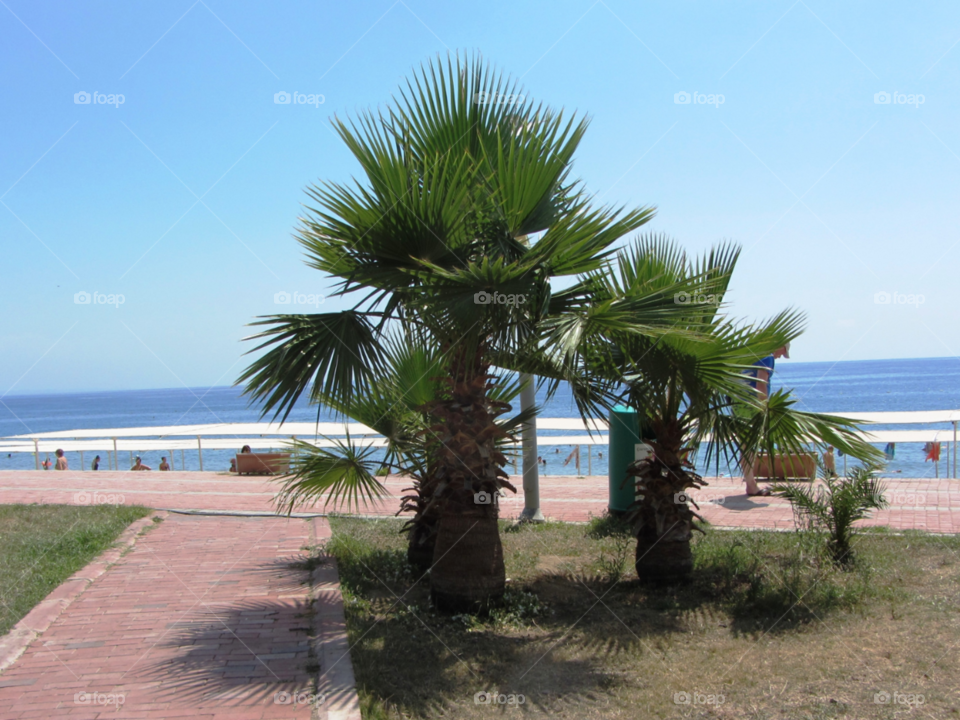 Пальмовое побережье