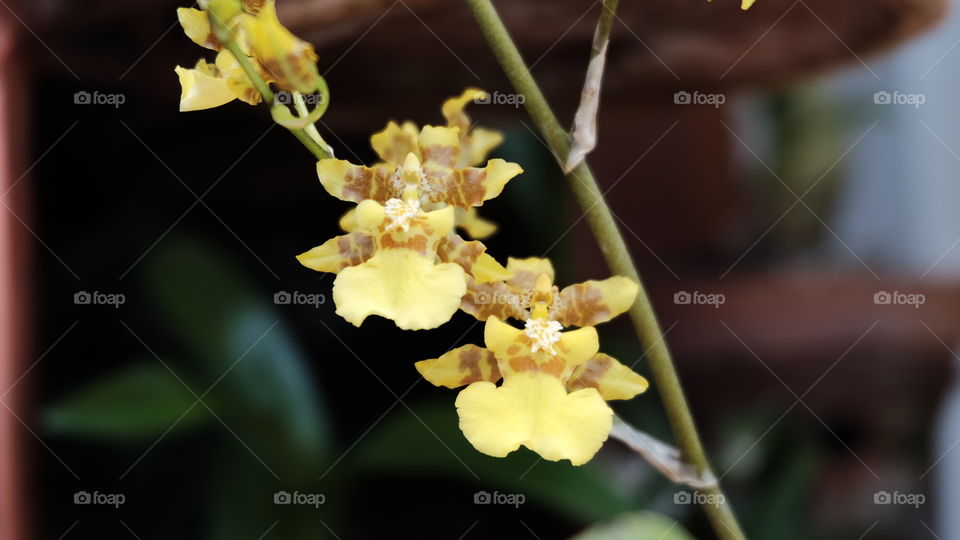 Little Sun Yellow Orchids