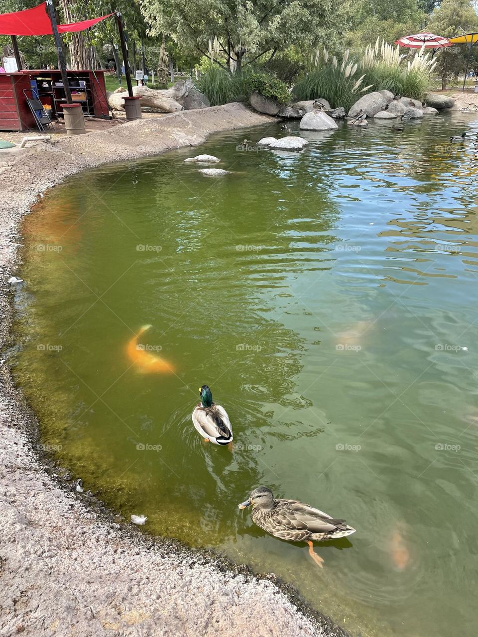 Learning share space in harmony.