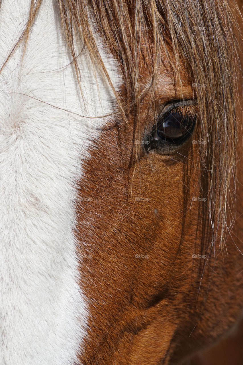 Extreme close-up of horse head