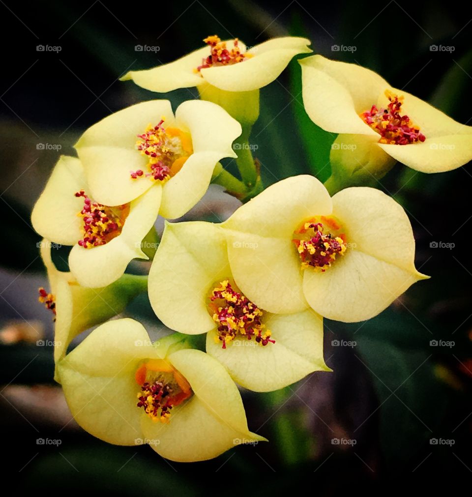 Clusters of soft yellow flowers