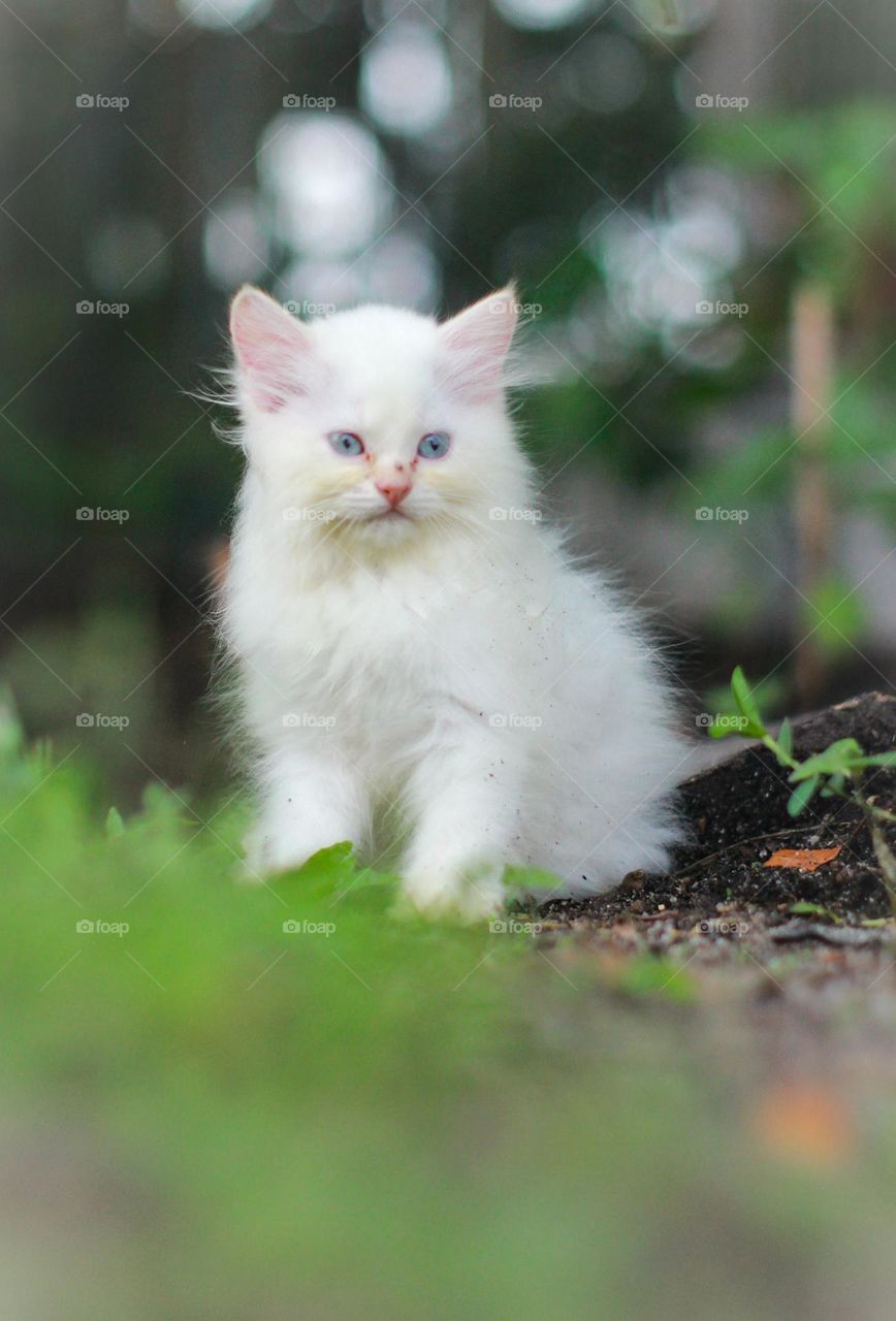 Adorable white kitten sitting patiently on green grass in a park. Pet adoption and companion concept