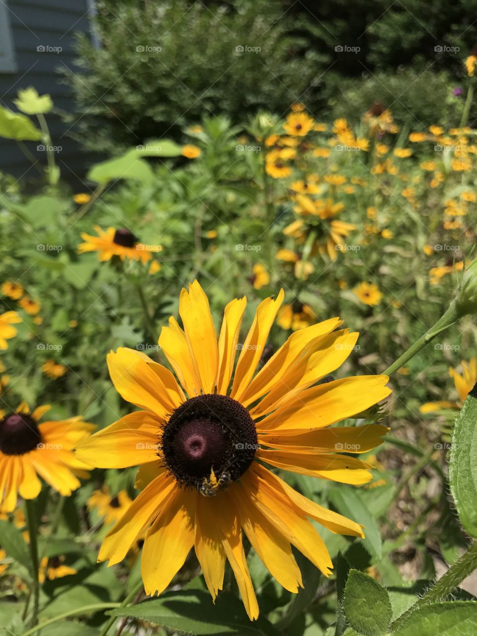 Summer days , sun, sunflower, flora, happy 