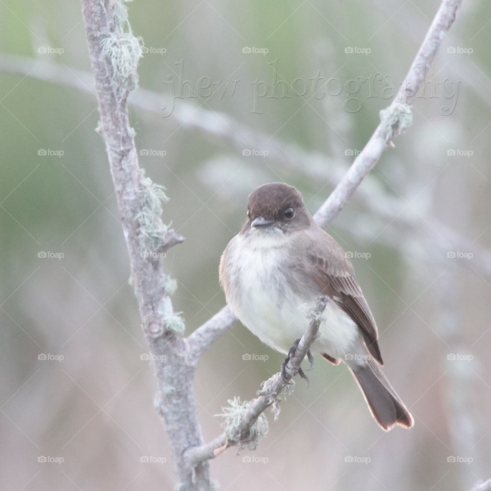 Eastern Phoebe