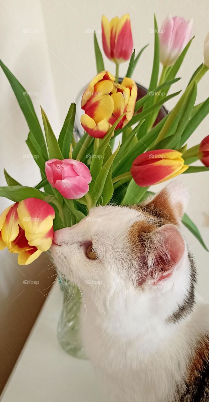 cat with colour tulips flowers spring time