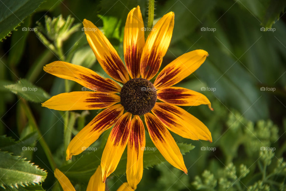 Yellow flowers 