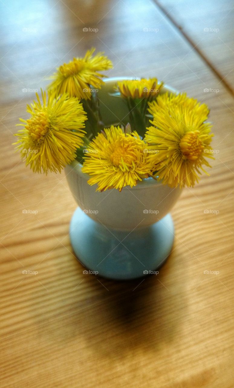 coltsfoot bouquet . this years first coltsfoot bouquet 