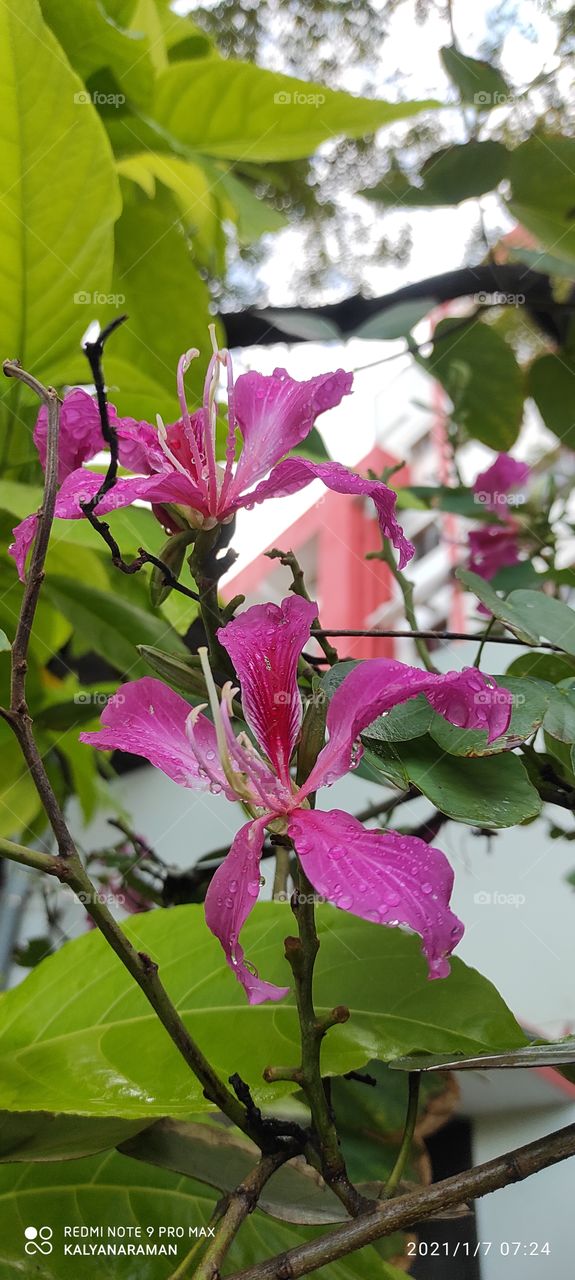 Mobile phone camera Photography - Hong Kong orchid