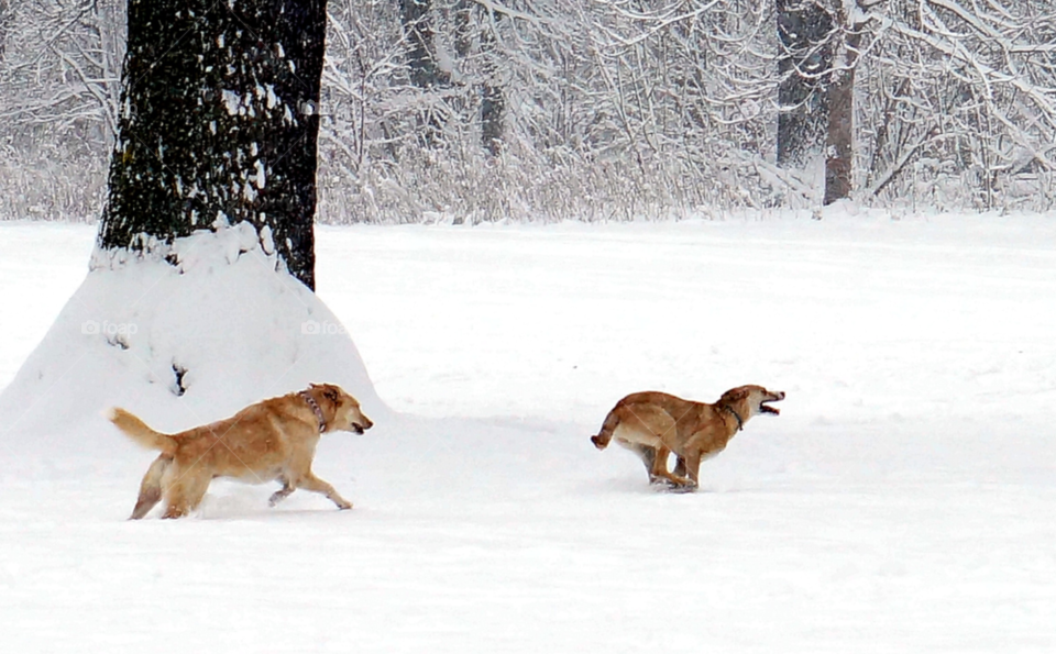 Dogs playing in winter