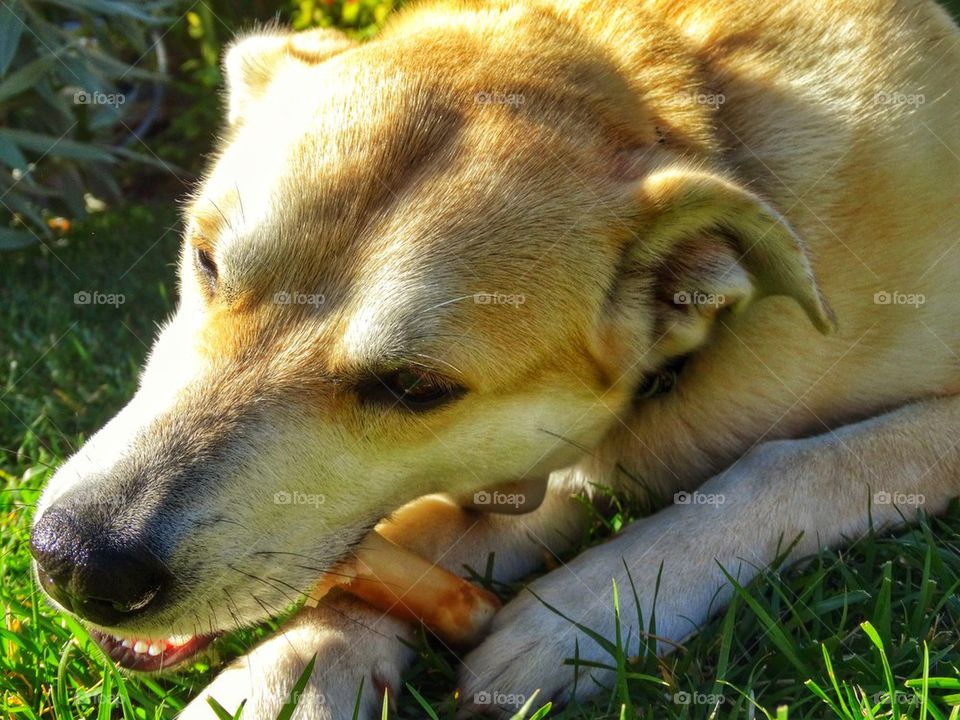 Happy Dog With A Bone