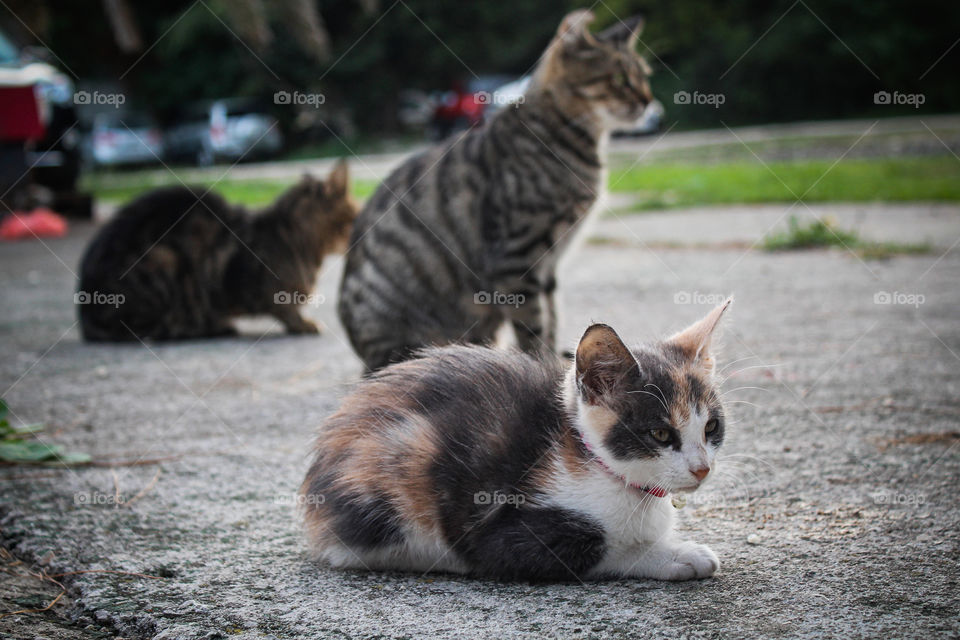 A streat cats near the shullter