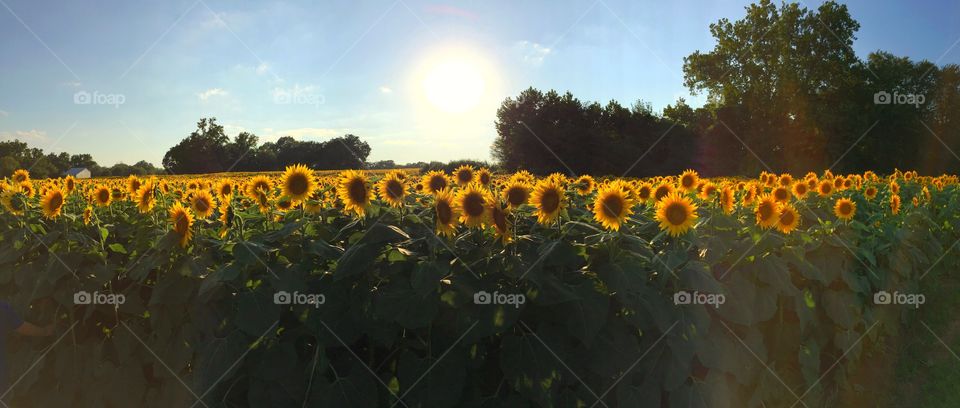 Sunflowers Before Sunset.

Trying to beat the sun for some family photos, captured a panorama of the field with the sun hovering above, keeping watch.