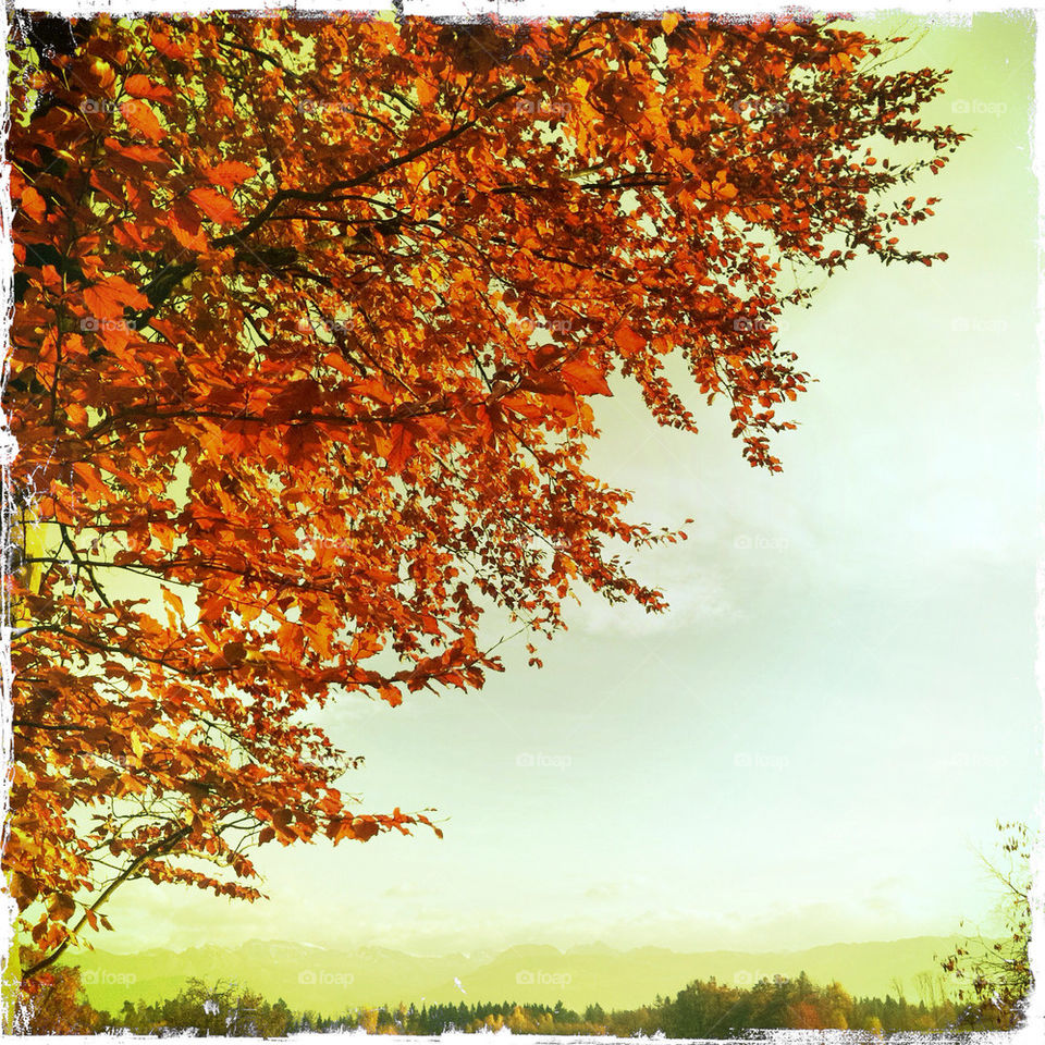 sky red vintage leaves by nivoa