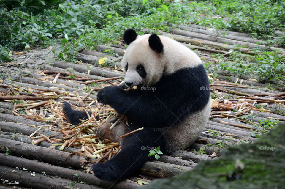 A cute and cuddly Panda Bear enjoying a snack!