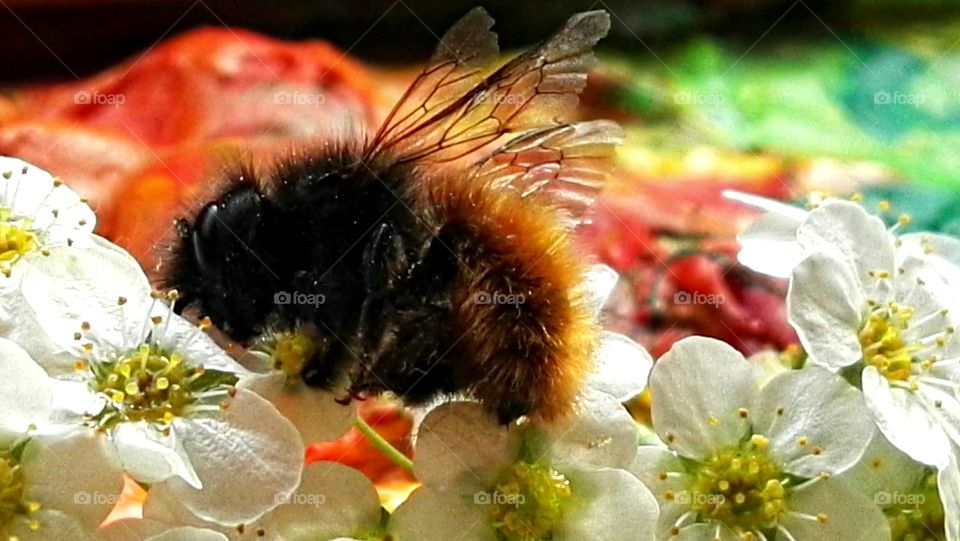 bee on small white spring flower