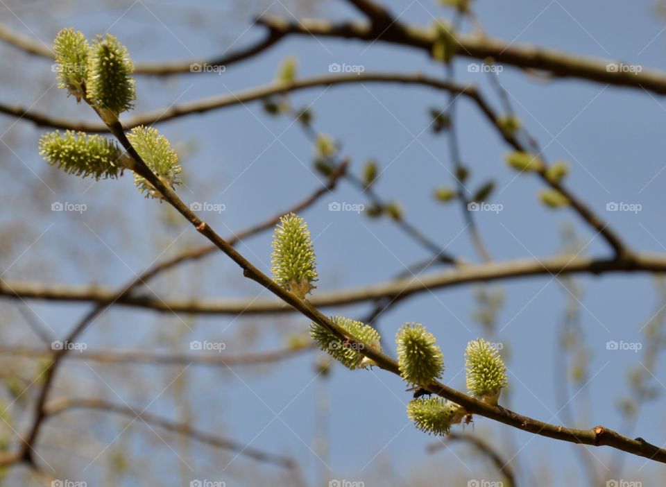 Bud on tree branch