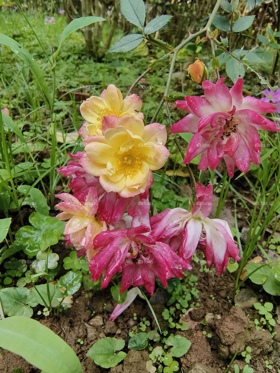 Bright roses in Chulu Ranch