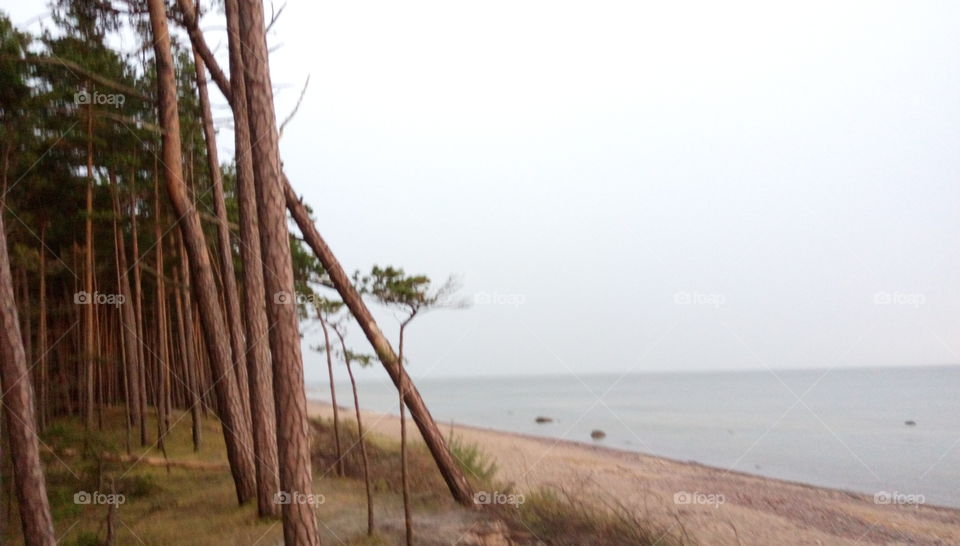 Fallen tree at the beach