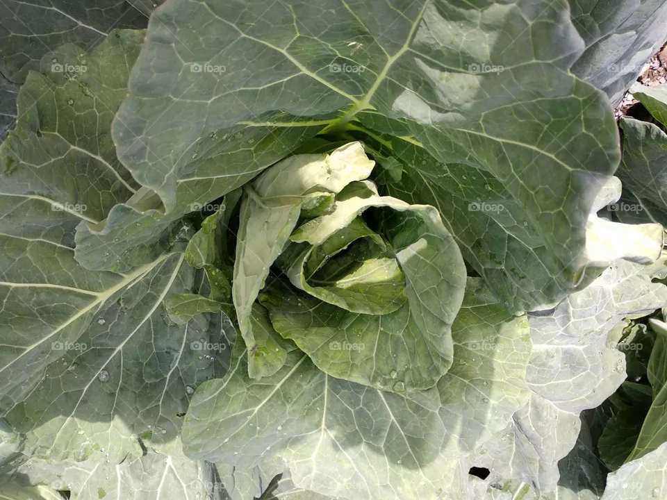 lovely cabbage