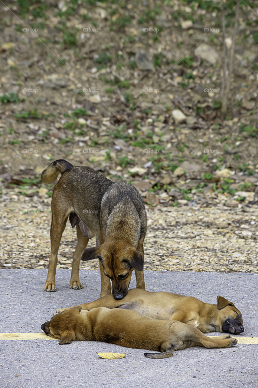 The mother dog cleans the puppy lying on the road.